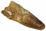 Fossil Spinosaurus Tooth - Real Dinosaur Tooth #354804-1